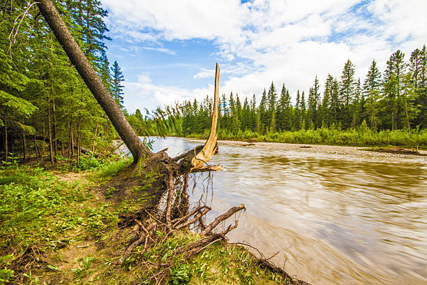 arbre déraciné - calgary flood alberta natural disaster photos et images de collection