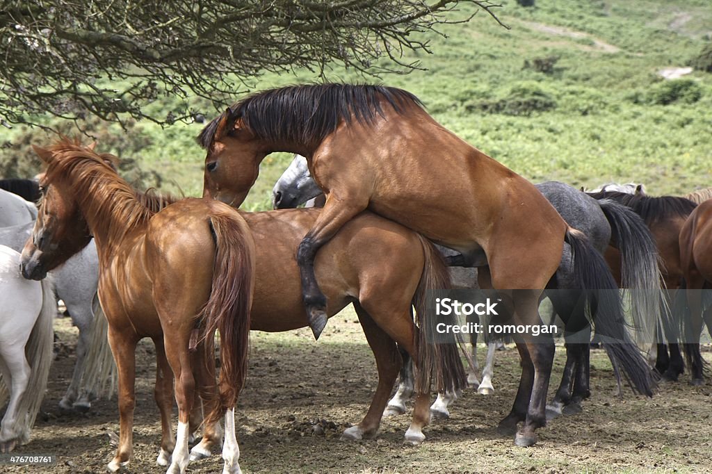 wild horses mating new forest national park the new forest national park, hampshire, southern england, uk, due to the recent decline in population the new forest pony is now a rare breed Horse Stock Photo