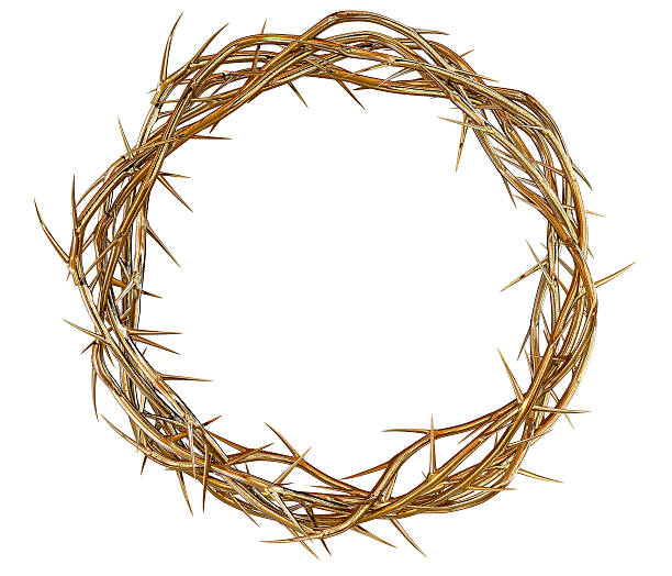istock Golden Crown Of Thorns 476708825
