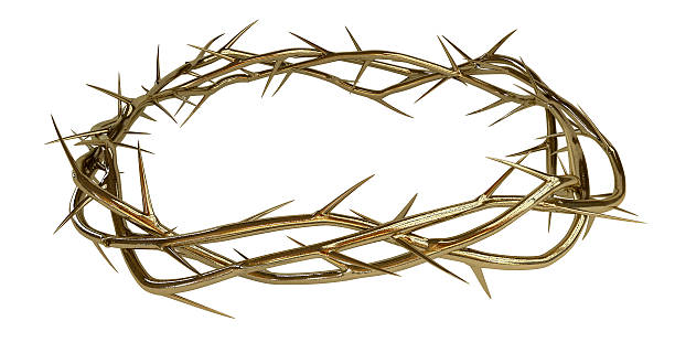 istock Golden Crown Of Thorns 476708831