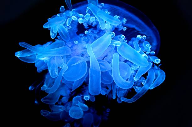 Glow in the Dark A crown jellyfish in Monterey, California. netrostoma setouchina stock pictures, royalty-free photos & images