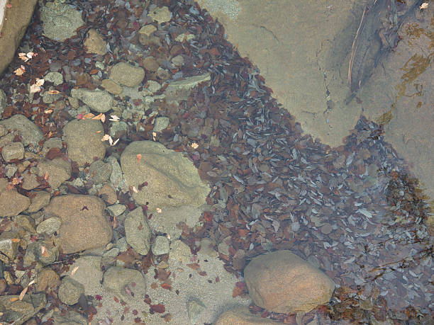 istock Autumn leaves in the creek 476709102