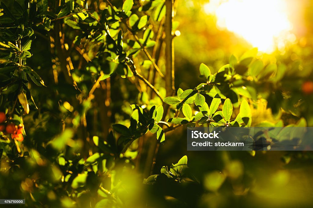 Beech leaves with sunlight 2015 Stock Photo