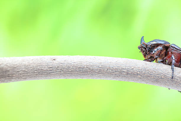 escarabajo rinoceronte - nasicornis fotografías e imágenes de stock