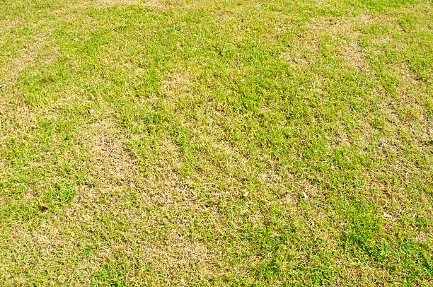 istock photo closeup Grass background 476710230