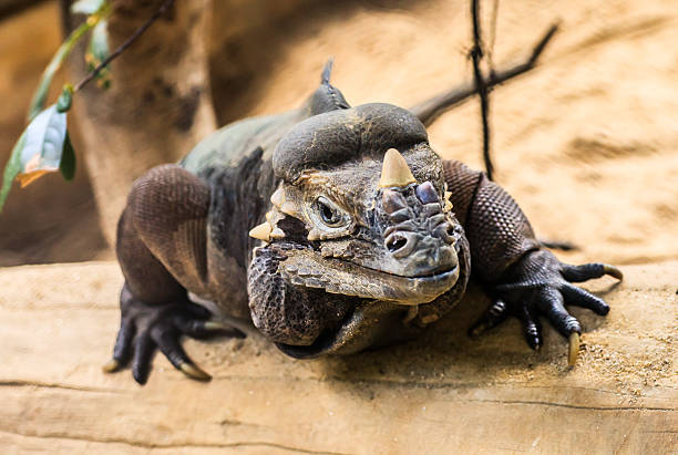 Rhinoceros iguana - Cyclura cornuta or Horned ground iguana