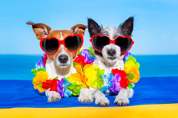 istock summer  honeymoon  dogs in love 476714558