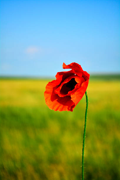 istock single red poppy in the sky with blurred background 476714994