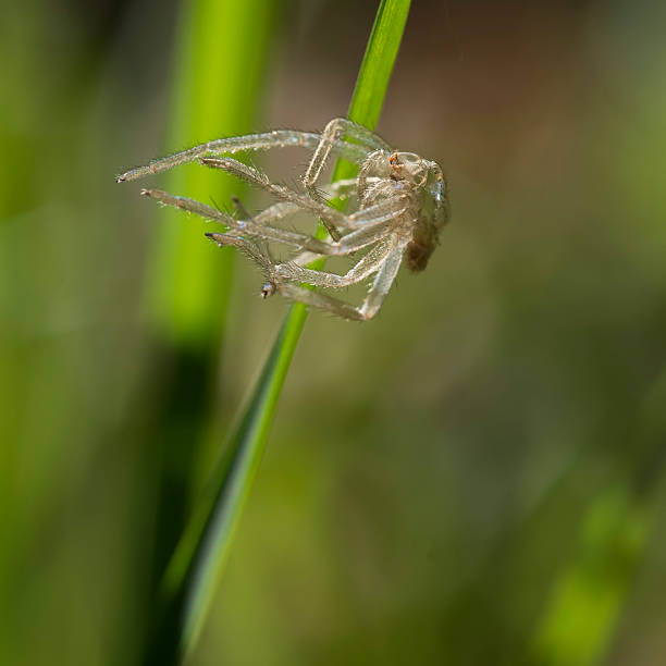 istock Discarded spider exoskeleton on blade of grass. Unwanted now. 476715458