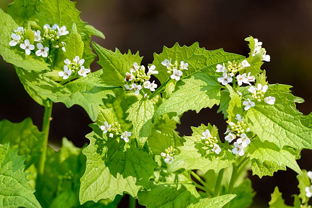 Alliaria petiolata Garlic Mustard (Alliaria petiolata) with white flowers under the warm spring sun mustard stock pictures, royalty-free photos & images