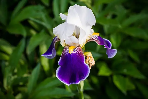 Purple iris flower in a garden background.