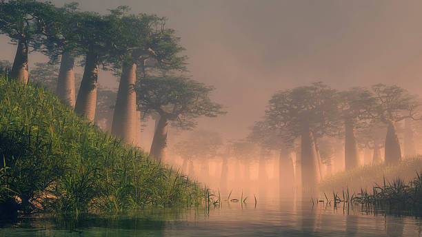 istock Dawn over a wetland river with tall tropical trees 476715816