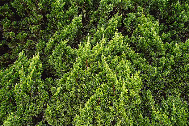 istock Cypress trees and stairs in the garden 476715982