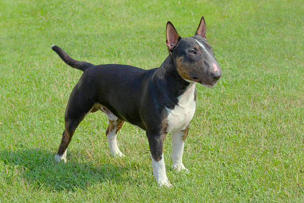 istock The portrait of Miniature Bull Terrier 476718708