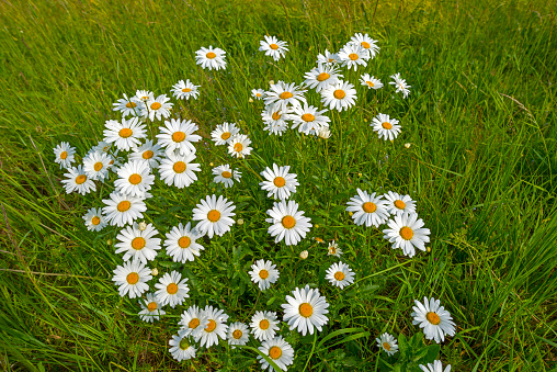 Wilflowers in a sunny field in spring