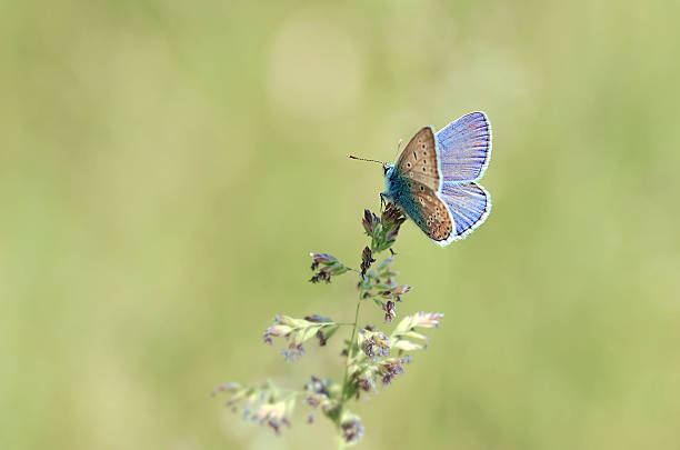 istock Small blue butterfly on the wildflower 476719196