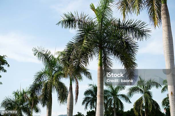 Palm Palmen Stockfoto und mehr Bilder von Aufnahme von unten - Aufnahme von unten, Baum, Beengt
