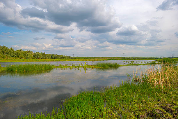 istock Shore of a sunny lake in spring 476719384
