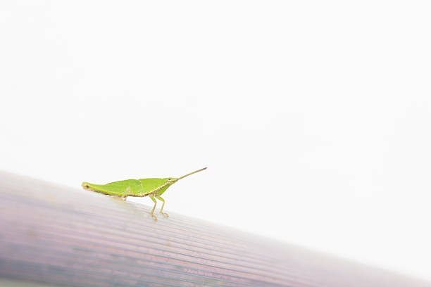 Grasshopper Grasshopper on aluminum tubes orthoptera stock pictures, royalty-free photos & images