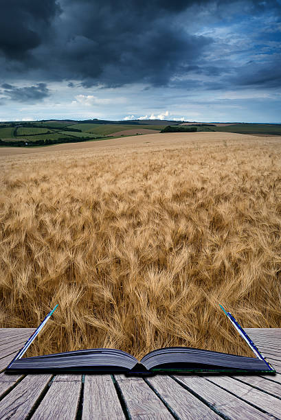 istock Stunning countryside landscape wheat field in Summer sunset conc 476719966