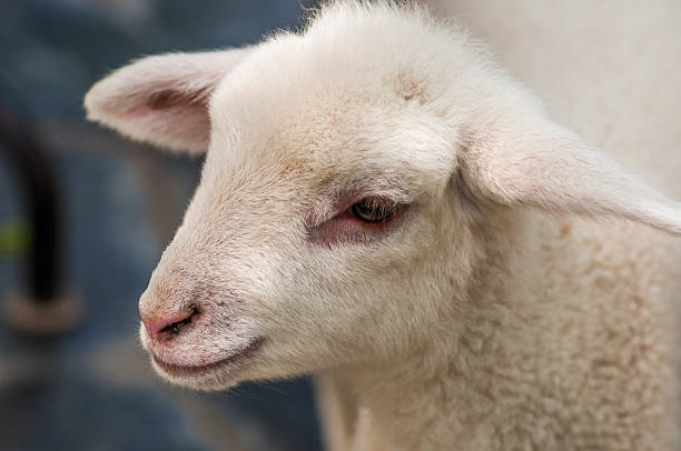 istock goat baby newborn animals. 476720638