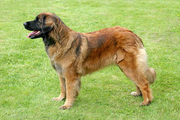 le portrait de chien léonberg - leonberger photos et images de collection