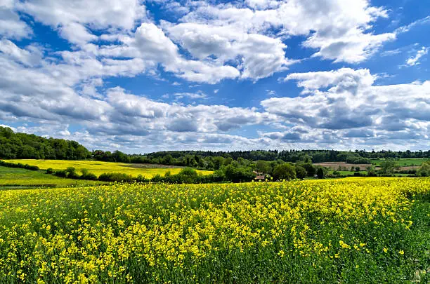 Photo of Fields at Coddenham, Suffolk