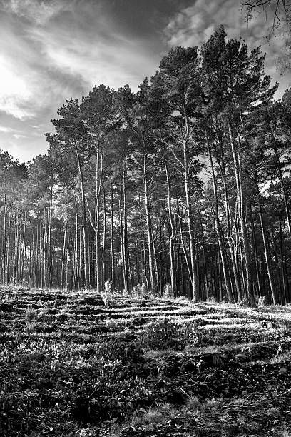 forest b&w IR stock photo