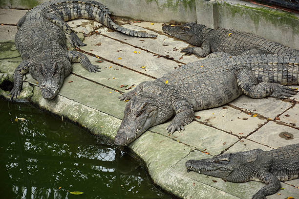 istock Sleeping crocodiles on crocodile farm, Thailand 476724703