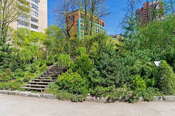 istock Conifer trees in a botanical garden. 476724850