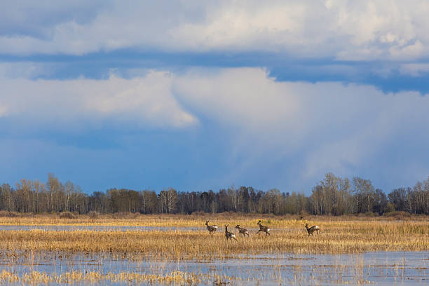 istock herd of deer running on a flooded field. 476724912