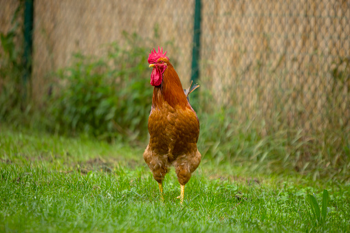 Rooster grazing outdoors 