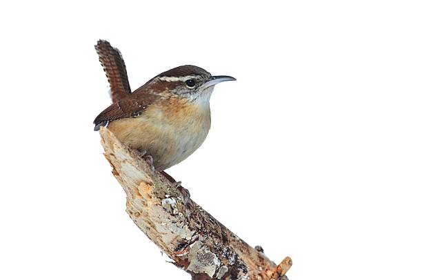 istock Carolina Wren On A Branch Isolated 476725161