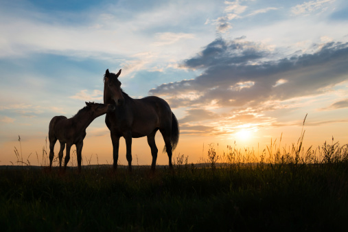 foal and mare - two horses at sunset