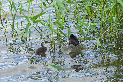 Baby of eurasian coot (Fulica atra) waiting for the fish food while mother is in hunting stage