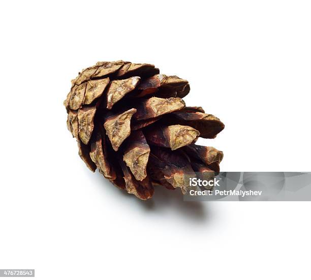 Pinecones - Fotografie stock e altre immagini di Abbrustolito - Abbrustolito, Albero, Albero di natale