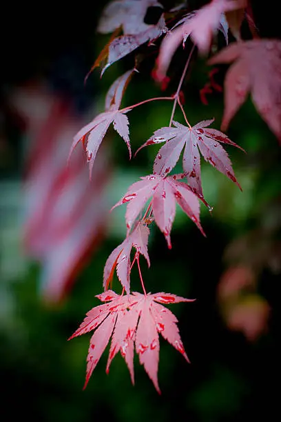 Japanese Maple tree leaves in focus and an American Flag out of focus in the background with the concept that America stopped the destructive activity and beauty came out of the rubble.