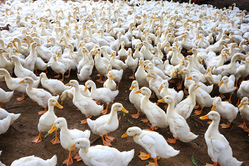 Lots of duck in local farm Binh Duong, Vietnam