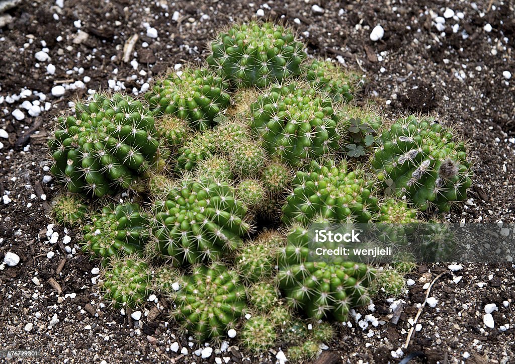 cactus de bola - Foto de stock de Aire libre libre de derechos