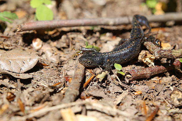 istock Alpine Newt On The Ground 476729480
