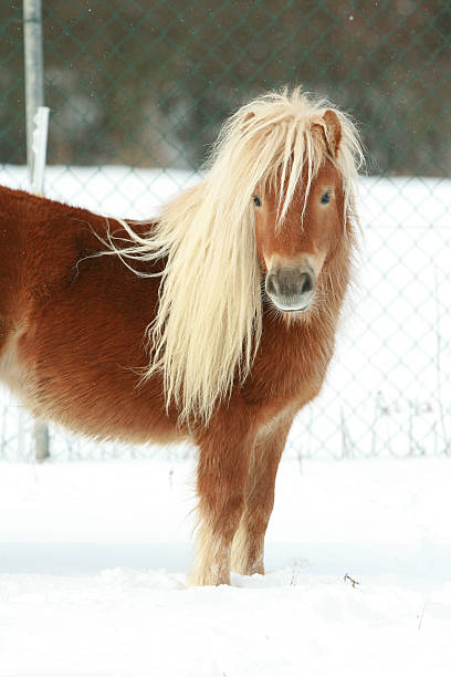 istock Beautiful chestnut pony with long mane in winter 476729676