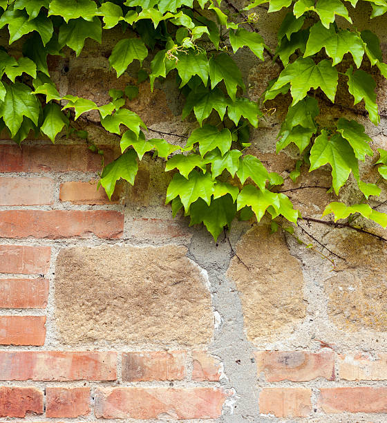 istock Old brick wall with green ivy 476729694