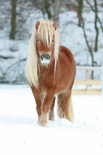istock Beautiful chestnut pony with long mane in winter 476729844