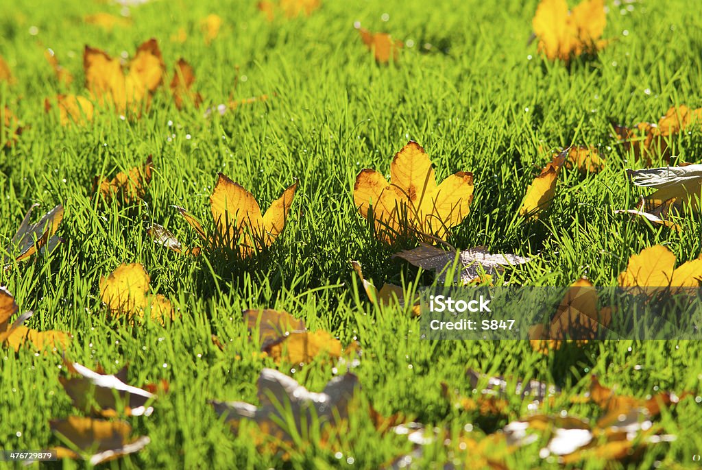 Frondoso turf - Foto de stock de Aire libre libre de derechos