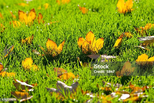 Frondoso Turf Foto de stock y más banco de imágenes de Aire libre - Aire libre, Amarillo - Color, Belleza de la naturaleza