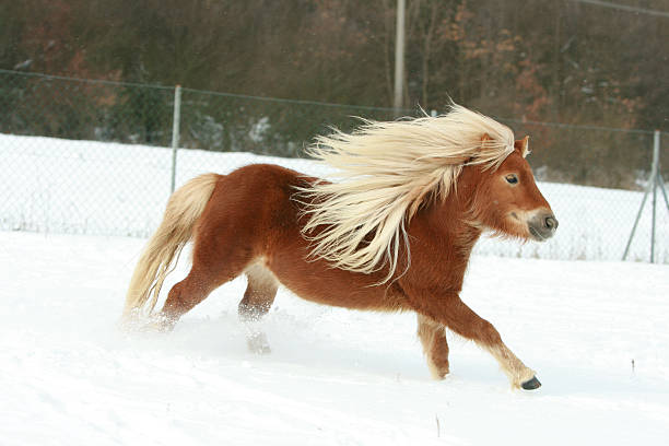 istock Gorgeous shetland pony with long mane in winter 476729890