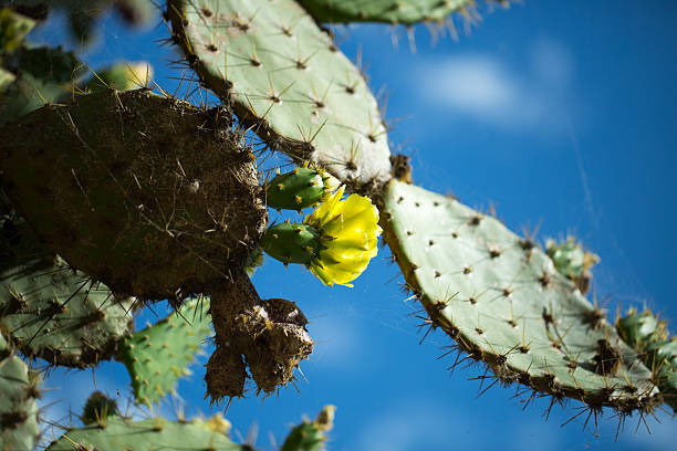 istock Beautiful flowering cactus 476729918