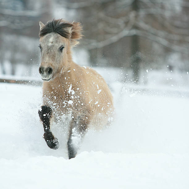 istock Adorable and cute bay pony running in winter 476729942
