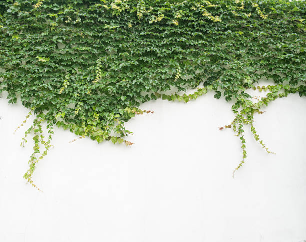 istock ivy leaves isolated on a white background 476730046