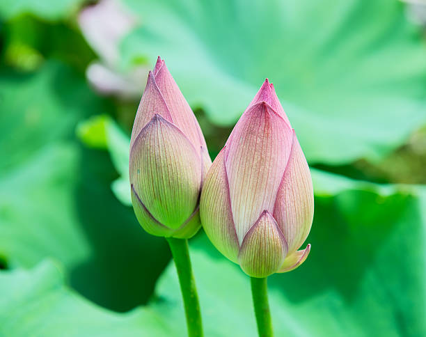 istock blooming lotus flower 476730956